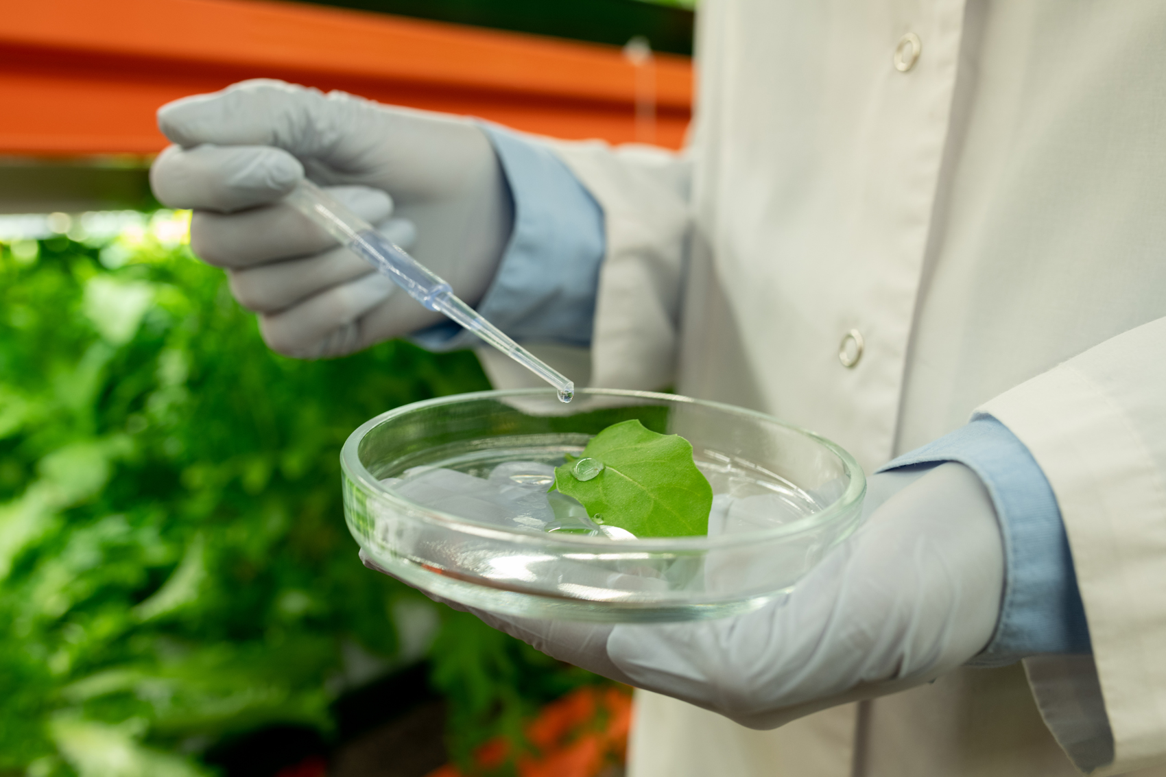 agricultural-biologist-holding-research-in-greenho-EUH256H.JPG