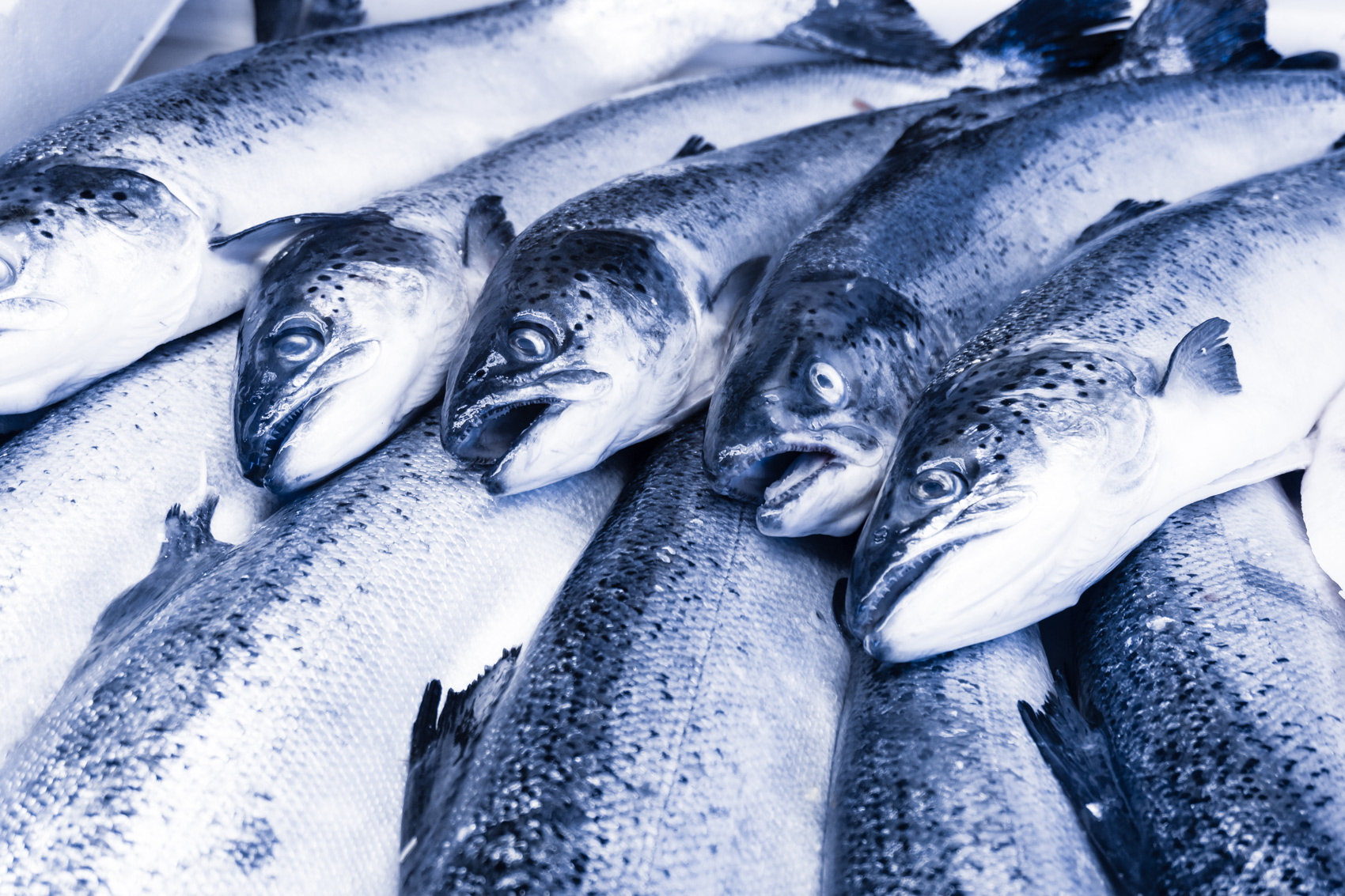 fresh-seafood-fresh-fish-in-the-market-PWCSZ48.jpg