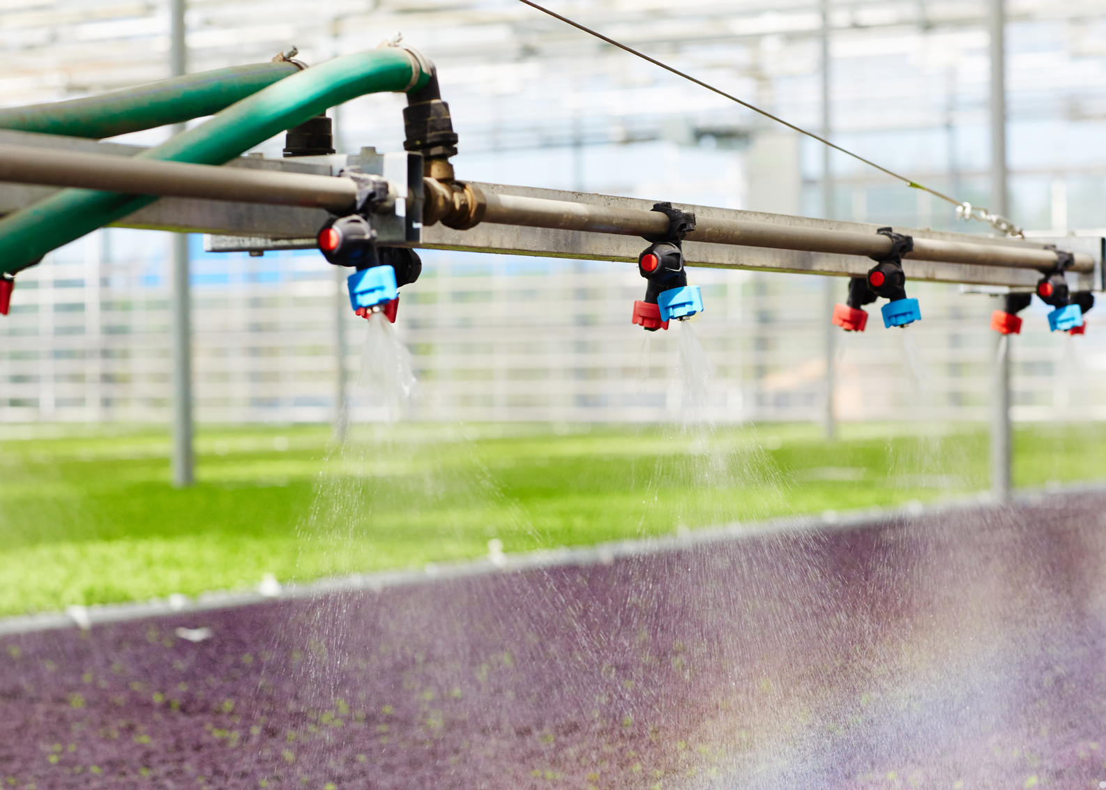 irrigation-in-greenhouse-2673PCT.jpg